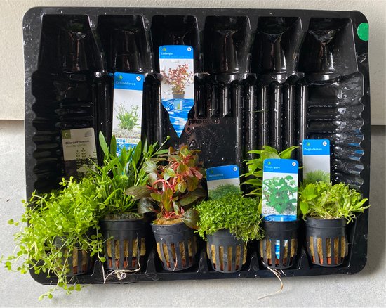 Forfait Plantes d'Aquarium Bas Luxe