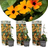 Plant in a Box - Thunbergia alata 'New Orange' - Set van 3 - Oranje Bloeiende klimplanten - Pot 9cm - Hoogte 25-40cm