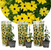 Plant in a Box - Thunbergia alata 'Lemon Star' - Set van 3 - Gele Bloeiende klimplanten - Pot 9cm - Hoogte 25-40cm