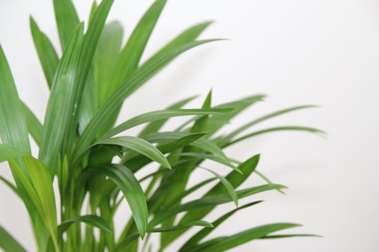 Areca en panier décoratif Guusje Naturel - plante d'intérieur purificatrice d'air - facile d'entretien Golden Palm - ↕35-50cm - Ø13 - fourni avec cache-pot - frais de la pépinière