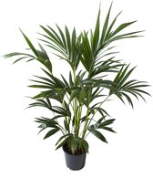 Kamerplant van Botanicly – Kentiapalm – Hoogte: 110 cm – Howea forsteriana Kentia