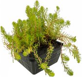 VDVELDE Aarvederkruid Myriophyllum Spicatum - 4 stuks + Aqua Set - Winterharde Zuurstofplant voor de Vijver - Van der Velde Waterplanten