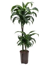 Dracaena dorado arica hydrocultuur plant