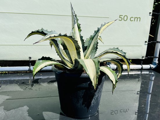 Agave
