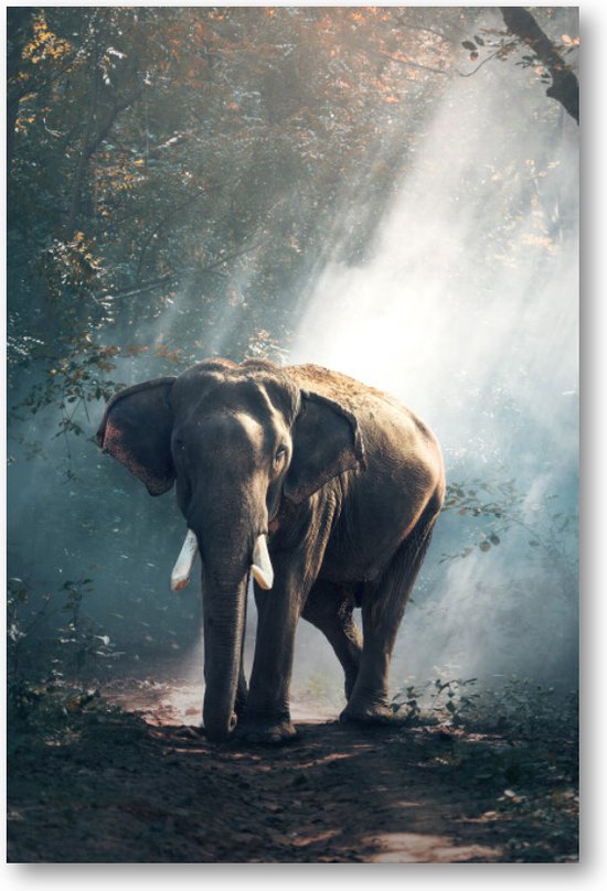 Olifant - 60x90 Dibond voor Binnen én Buiten - Besteposter - Dieren