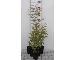 6 x Gillenia trifoliata - Gillenia - pot 9 x 9 cm