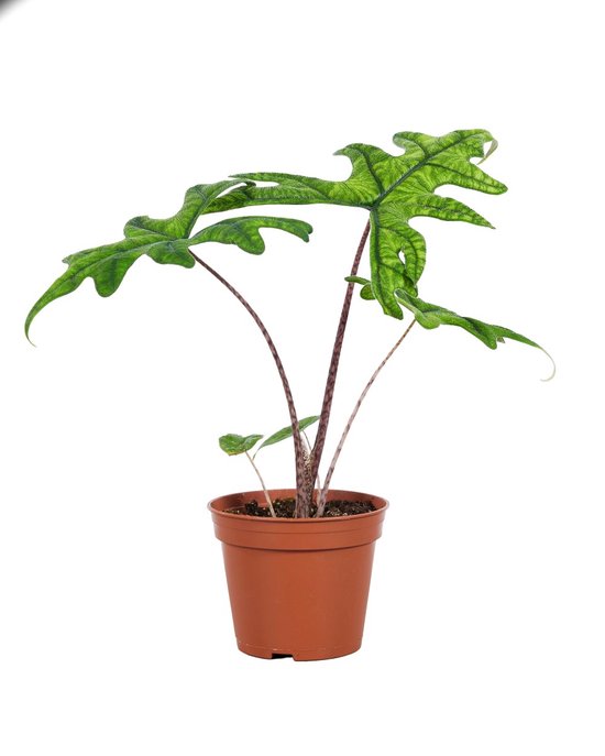 PLNTS - Baby Alocasia Jacklyn - Kamerplant - Stekplantje 3 cm - Hoogte 10 cm