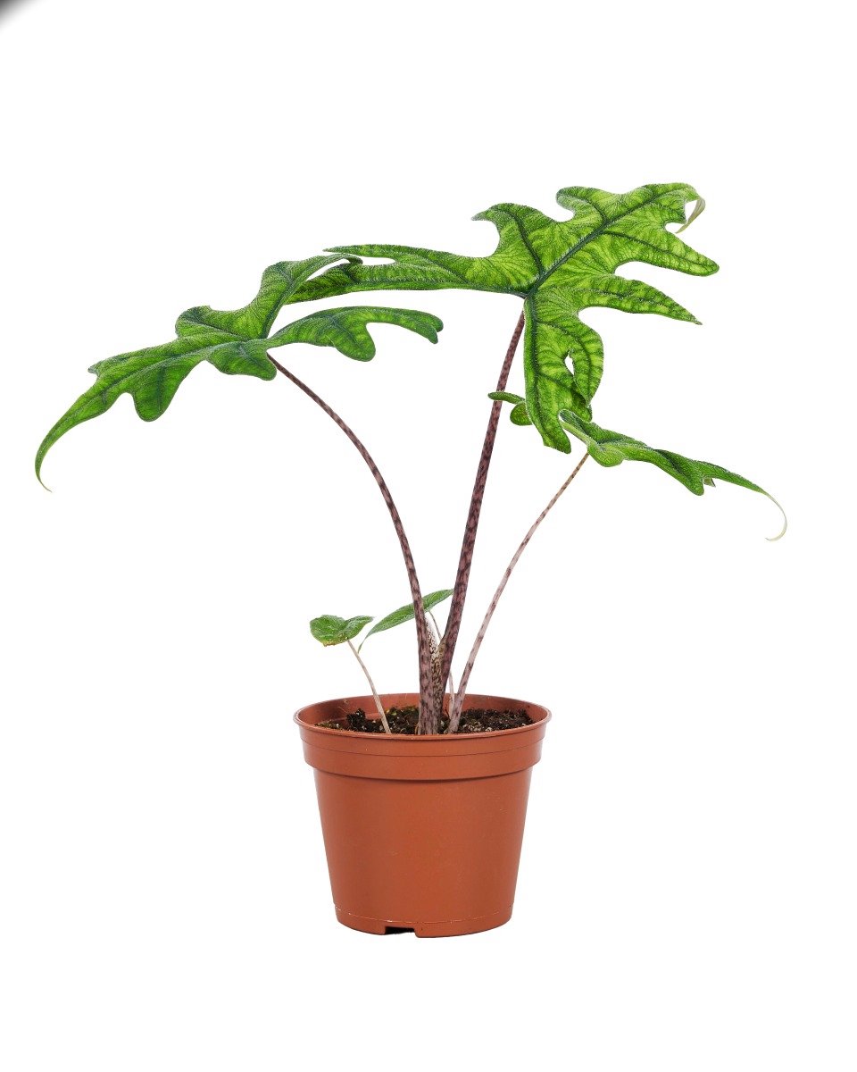Alocasia Jacklyn kopen