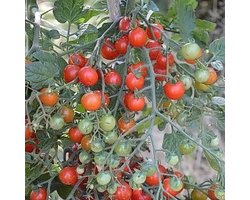 Tomaten zaden - Cherrytomaat Sweet Baby