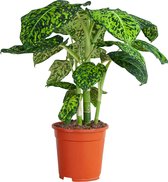 PLNTS - Dieffenbachia Reflector - Kamerplant Camouflage plant- Kweekpot 17 cm - Hoogte 55 cm