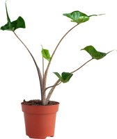 PLNTS - Alocasia Stingray (Olifantsoor) - Kamerplant - Kweekpot 14 cm - Hoogte 35 cm