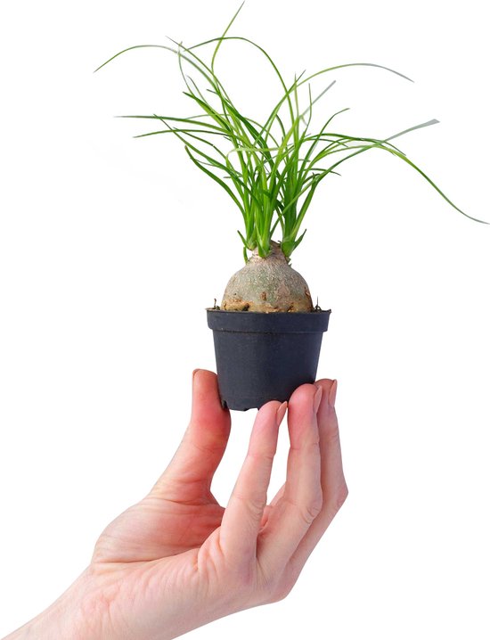 Beaucarnea – Recurvata – Babyplantje – Hoogte 15 cm