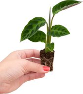 PLNTS - Baby Calathea Warscewiczii (Gebedsplant) - Kamerplant - Stekplantje 2 cm - Hoogte 12 cm