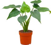 PLNTS - Alocasia Cucullata (Olifantsoor) - Kamerplant - Kweekpot 19 cm - Hoogte 65 cm