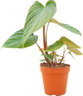 PLNTS - Philodendron Nangaritense - Kamerplant - Kweekpot 12 cm - Hoogte 20 cm
