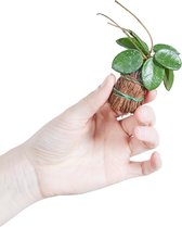 PLNTS - Baby Hoya Mathilde - Kamerplant - Kweekpot 6 cm - Hoogte 10 cm