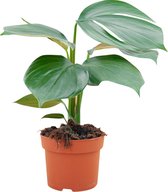 PLNTS - Philodendron Decursiva - Kamerplant - Kweekpot 14 cm - Hoogte 30 cm