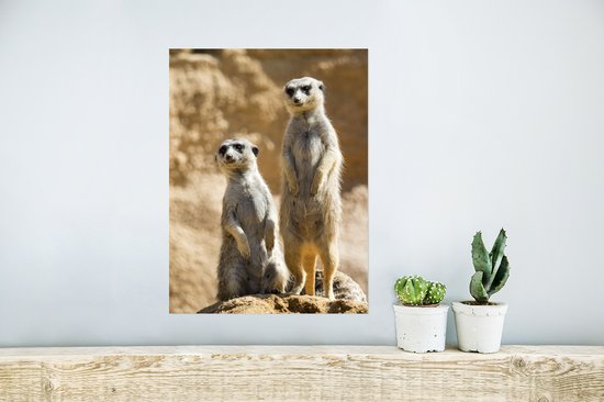 Deux suricates vigilants sur un rocher Poster 30x40 cm - petit - Tirage photo sur Poster (décoration murale salon / chambre) / Poster Animaux sauvages