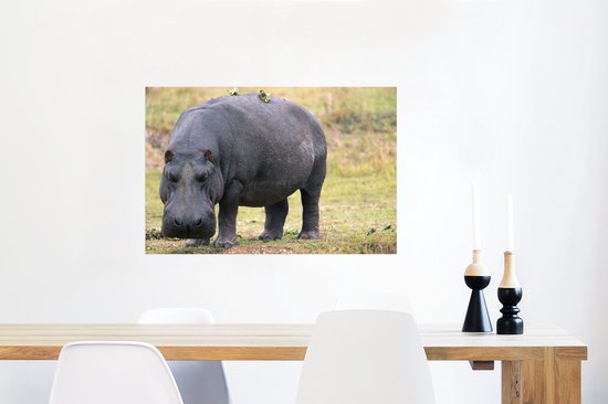 Affiche Hippopotame sur terre sèche 60x40 cm - Tirage photo sur Poster (décoration murale salon / chambre) / Poster Animaux