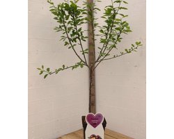 Opal Pruimenboom -Fruitboom- 120 cm hoog- Laagstam- Potgekweekt- professioneel telersras