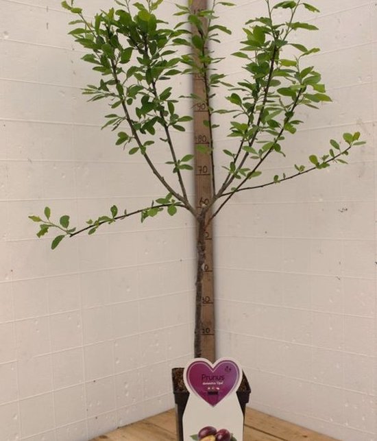 Opal pruimenboom met groen blad, stamhoogte 120cm, met paars hartvormig label met pruimenafbeelding.