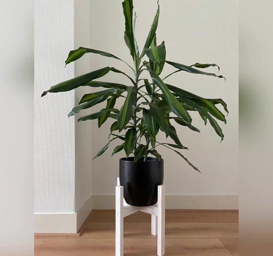 Support pour plantes d'intérieur - Diamètre jusqu'à 24 cm - Tabouret pour  plantes -... | bol.com