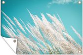 Tuinposter - Pampas - Pampas pluimen - Plant - Lucht - Natuur - 60x40 cm - Tuin decoratie - Tuin - Muurdecoratie - Wanddecoratie - Tuindoek - Buitenposter