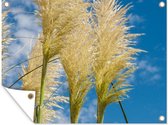 Affiche de jardin - Pampa - Herbe de la pampa - Plantes - Ciel - Nuages - 160x120 cm - Tableau jardin - Jardin - Décoration murale Décoration murale - Toile jardin - Affiche extérieure