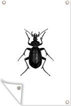 Tuinposter - Kever - Zwart wit - Vintage - Insecten - 120x180 cm - Tuinschilderij - Schuttingposter - Tuindoek - Buitenposter