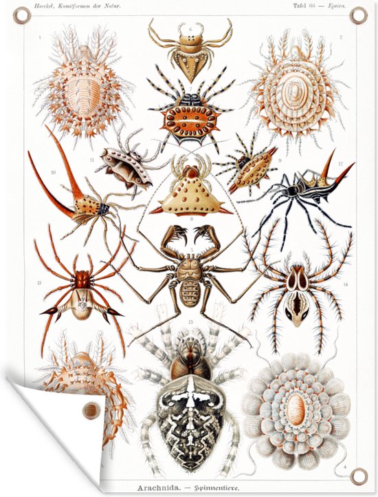 Tuin - Retro - Spin- Tuindecoratie - Insecten - Ernst Haeckel - Dieren - Kunst - Tuinposter - 120x160 cm - Schuttingposter - Tuindoek - Buitenposter