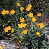 6 x Ranunculus lingua - GROTE BOTERBLOEM - pot 9 x 9 cm