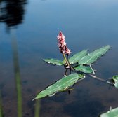 6 x Persicaria amphibia - VEENWORTEL - pot 9 x 9 cm