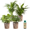 4 kamerplanten + Eco Potten