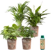 Ecoworld Kamerplanten Luchtzuiverend - Makkelijk te verzorgen soorten - 4 stuks - Ø 12 cm - Hoogte 30-40 cm in Eco Potten + Kamerplantenvoeding