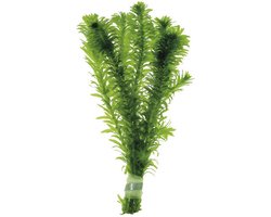 Waterpest - Elodeo Densa - Moerings - Losse bos - 5 Stuks