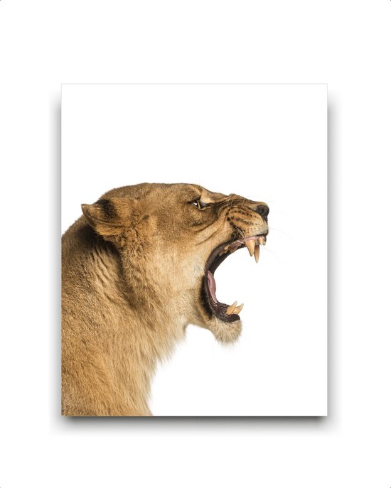 Schilderij  Safari leeuwin brul - gekleurd / Dieren / 50x40cm