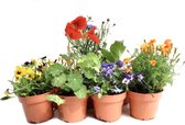 Eetbare bloemen mix - potmaat Ø12 - H15cm - 6 stuks - cadeautip! - Goudsbloem, Korenbloem, Oxalis, viooltjes