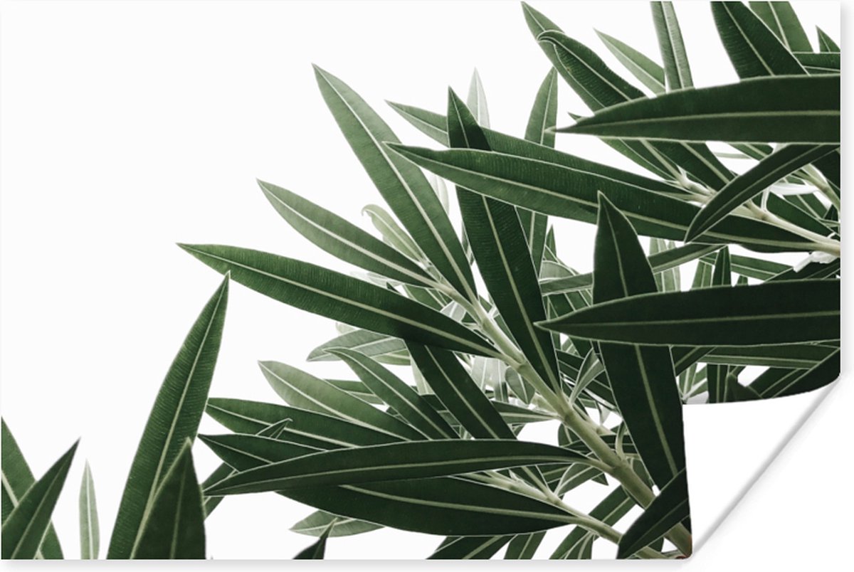 Poster Natuur - Planten - Bladeren - 120x80 cm