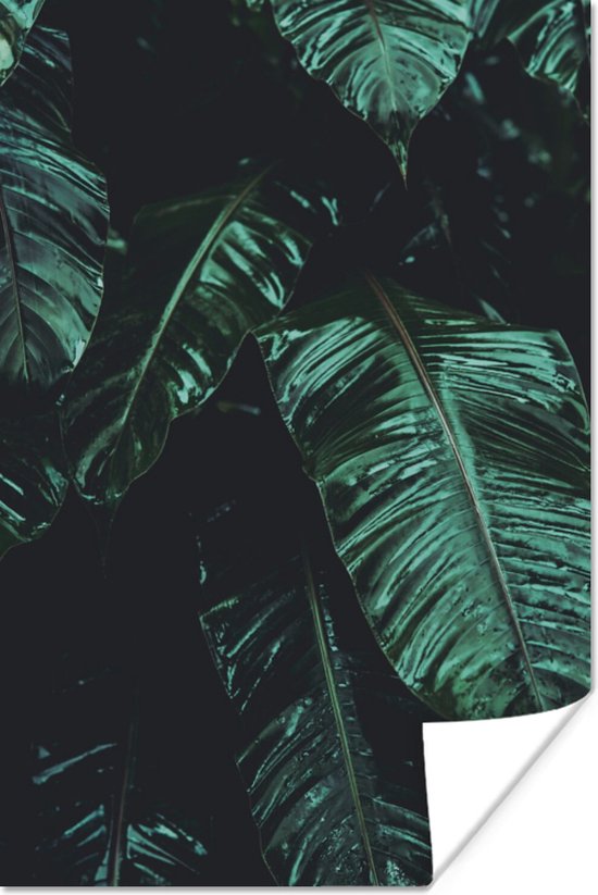 Poster Jungle - Palmier - Feuilles - Tropical - 120x180 cm XXL