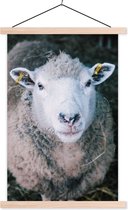 Porte-affiche avec affiche - Affiche scolaire - Moutons - Animaux - Bovins - 120x180 cm - lattes vierges