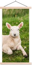 Porte-affiche avec affiche - Affiche scolaire - Moutons - Animaux - Agneau - 60x120 cm - lattes vierges