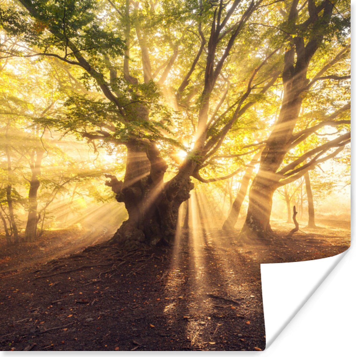 Poster Boom - Bos - Zon - 75x75 cm