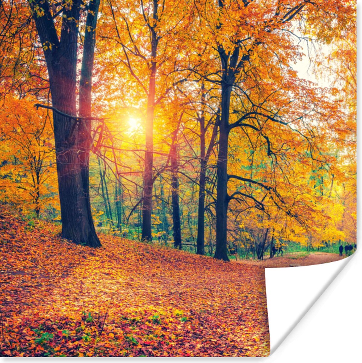 Poster Bomen - Herfst - Bos - Herfstbladeren - 75x75 cm
