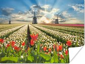 Poster Windmolen - Tulpen - Lucht - Natuur - 80x60 cm