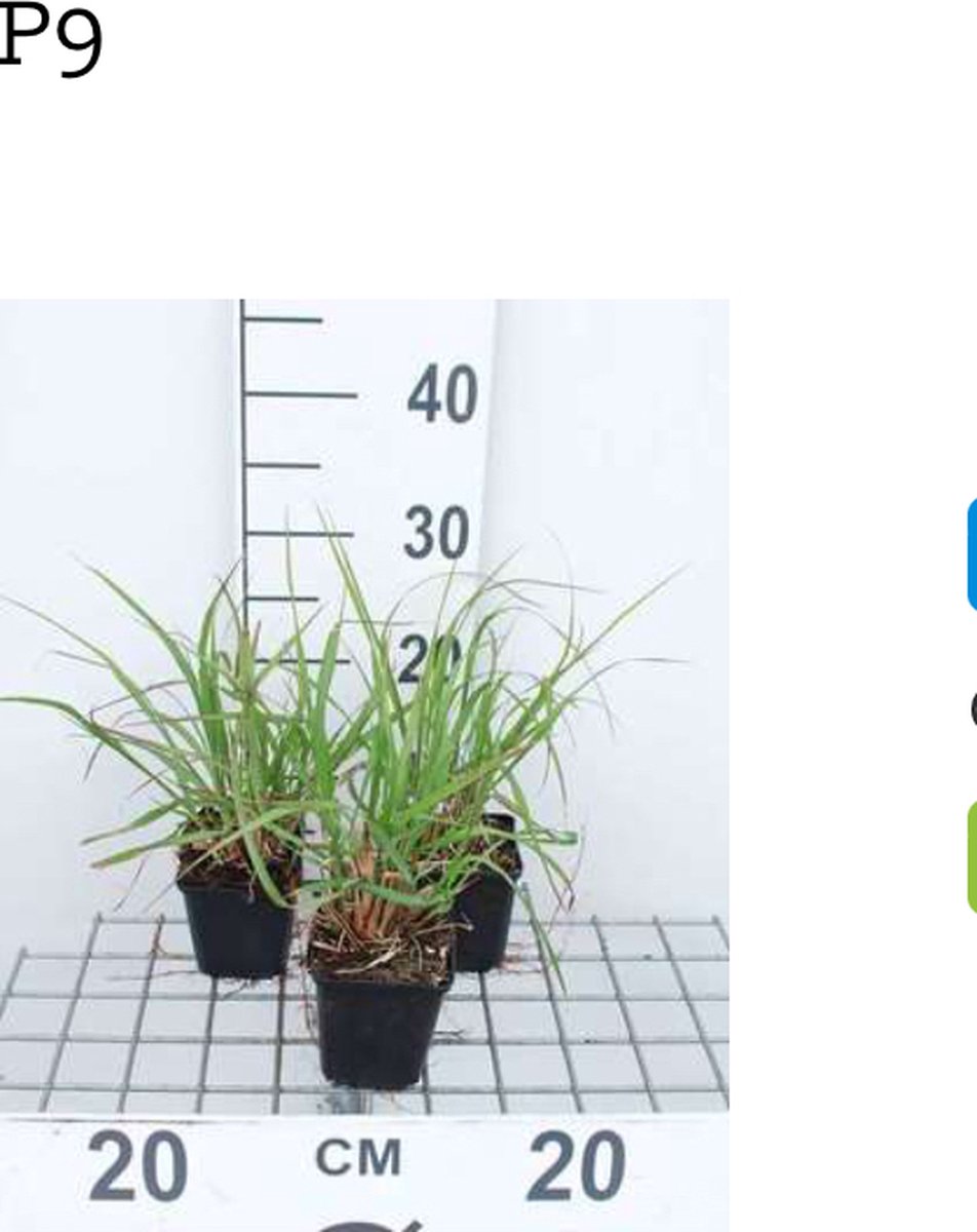 6 x Pennisetum alopecuroides 'Red Head' - Lampepoetsergras - pot 9 x 9 cm