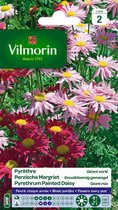 Vilmorin - Perzische Margriet - Grootbloemig gemengd - V349
