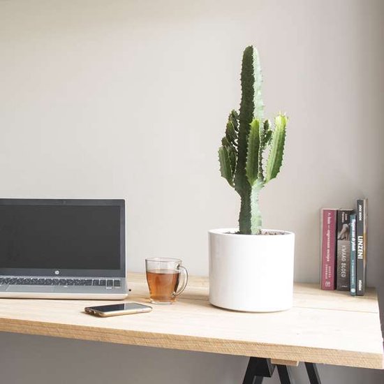 Euphorbia acruensis - Wolfsmelk in TOP Makkelijkste en populairste woonkamerplanten