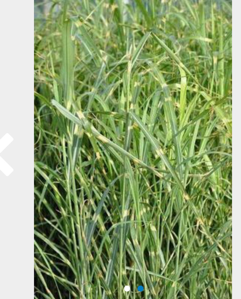 6 x Miscanthus sinensis 'Zebrinus' - PRACHTRIET, CHINEES RIET - pot 9 x 9 cm