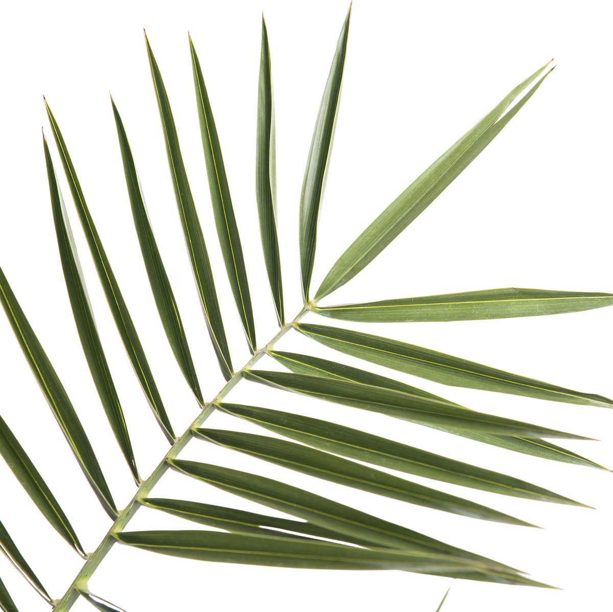 Palmier Dattier Des Canaries Phoenix Canariensis - Plante Exotique 75cm, Pot 15cm - Pour Intérieur Et Extérieur, Facile D'entretien