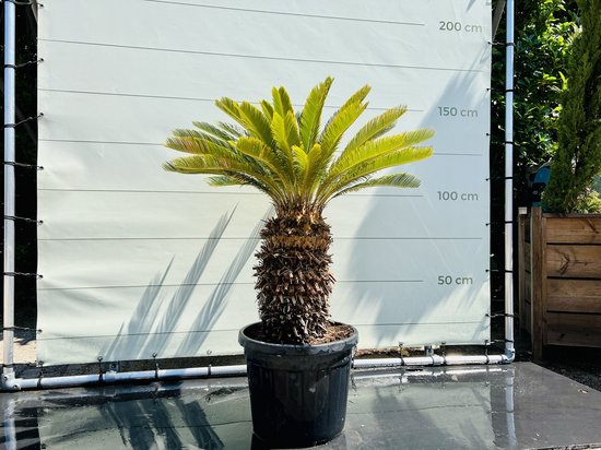 Cycas Revoluta: tips & tricks 13 Vredespalm - Hoogte 130-150cm